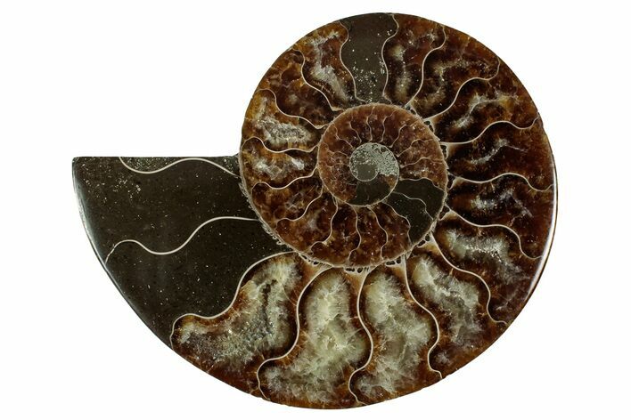 Cut & Polished Ammonite Fossil (Half) - Madagascar #344427